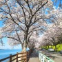 경남 남해 벚꽃구경 바닷가 꽃길 따라 만개한 왕지벚꽃길