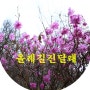 3월 30일 올레길 진달래꽃 구로 온수역 와룡공원 출발