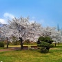 개화하기 시작하는 안산 성호공원 벚꽃 포인트