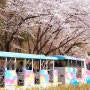 과천 서울대공원 벚꽃축제 동물원 경기도 벚꽃 명소 나들이