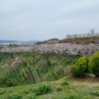 진주 벚꽃명소, 비봉산 벚꽃터널
