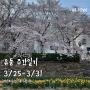 [유둥 주간일기] 3/24-3/31 작년보다 늦어진 벚꽃