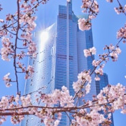 봄날의 벚꽃을 담은 호텔! 롯데호텔 주변 벚꽃 명소