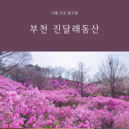 서울 근교 꿏구경 부천 원미산 진달래동산 주차 가볼만한곳 데이트