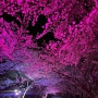 물금 황산공원 - 벚꽃놀이 봄소풍으로 좋아