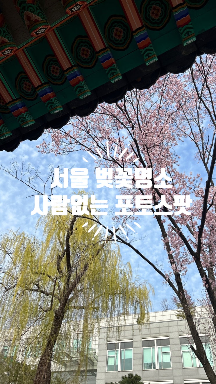 서울 벚꽃 명소 추천 사람없는 숨은 포토스팟 종로 혜화 문묘와...