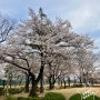 북촌 정독도서관 4월 서울 숨은 벚꽃 명소 봄나들이