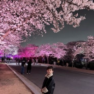 경주보문관광단지 야간 벚꽃 경주벚꽃 만개(4월 24일 방문)