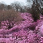 4월 서울 근교 꽃놀이 : 원미산진달래 만개(24. 4. 2. 방문)