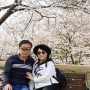 사천 선진리성 벚꽃축제 - 경남 벚꽃명소 나들이