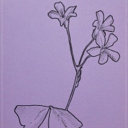 봄꽃 챌린지 7 : 사랑초
