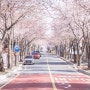 통영 봄 여행 / 통영 봉숫골 벚꽃 축제