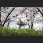 서울 석촌호수 벚꽃