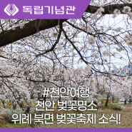 천안 벚꽃 명소 위례 북면 벚꽃축제 소식!