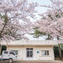 제주도 봄 여행 01.항몽유적지 유채꽃. 그리고 벚꽃