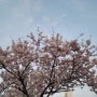 부천 상동호수공원 벚꽃 개화 (4월 2일) + 부천벚꽃명소 추천