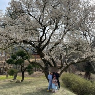 경주에서 제일 유명한 관광지 불국사 벚꽃 만개