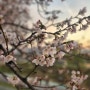 이번주 지나면 안양천 벚꽃이 질듯~ 만개한 벚꽃길 얼른 구경하세요^^
