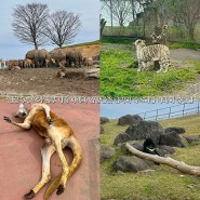 일본 후쿠오카 벳푸 여행 아이와 갈만한곳 볼거리 아프리칸 사파리 동물원