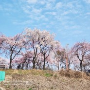 서울 벚꽃 명소 안양천 벚꽃 개화시기 (2024년 4월 1일)