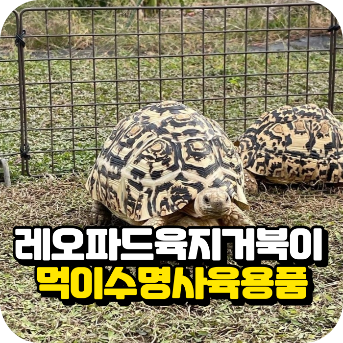 레오파드 육지거북이 키우기 먹이 수명 사육 용품 : 네이버 블로그