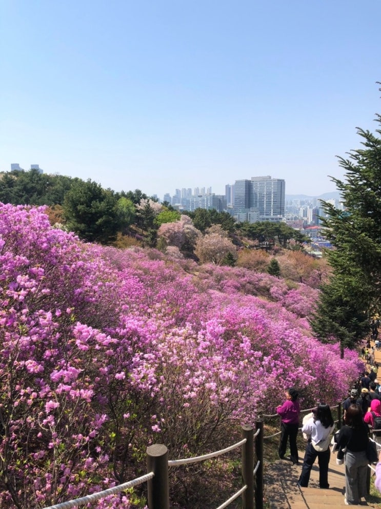 경기도 부천 원미산 여행, 진달래동산 : 부천 진달래축제