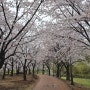 비오는 아침, 판교 화랑공원 벚꽃이 만개~ 뜻하지 않게 나혼자 꽃구경함 (24.4.3 오전)