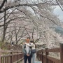 분홍비 내리기전, 벚꽃🌸(밀양 삼랑진양수발전소, 해운대 달맞이길)