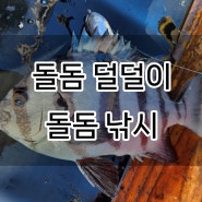 제주도 돌돔 덜덜이 낚시 조행기 feat 깊은바당호