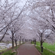 [함안벚꽃터널]칠원천 사람없는 한적한 알려지지않은 숨은경남 벚꽃명소 완전추천