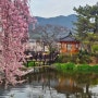 창녕 가볼만한곳 영산 연지못과 만년교 벚꽃명소