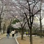 2024 안양천 충훈부 벚꽃축제 개화 실시간
