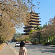 2024 경주 벚꽃 실시간 보는 법 알리미 cctv와 숨은 명소