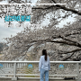2024 하동 벚꽃축제 십리벚꽃길 쌍계사 개화 상태