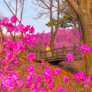 부천 원미산 진달래동산 :: 만개한 핑크빛 진달래 축제 후기(+포토존 & 포토꿀팁)