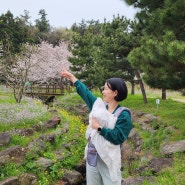 제주 벚꽃 유채꽃, 예래생태공원