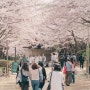 성수동 서울숲길 벚꽃 개화 상태 주말에 꼭 데이트하세요!