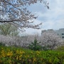 2024년 4월 몽마르뜨공원 벚꽃