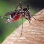 말라리아 알고 대비하면 예방할 수 있다!(4.25 세계 말라리아의 날)