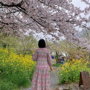 광주 근교 벚꽃 나주 한수제 물레길 산책 좋다.