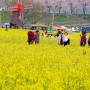 남지 유채꽃 축제장 풍경