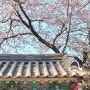 경주 봄 여행 : 대릉원 벚꽃 목련나무 포토존, 황리단길 돌담길