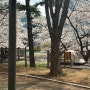 봄날 벚꽃명소, 새로 생긴 분당수내 탄천 마루공원 피크닉장 데크 리뷰 (주차, 위치, 카페, 시설 사진)