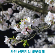 사천 선진리성 벚꽃 축제 야간 벚꽃 후기