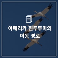 [2024-04] 아메리카 흰두루미의 이동 경로