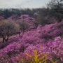 부천 꽃놀이 | 원미산진달래축제 | 진달래동산