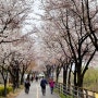 2024 갈산공원 누리봄 벚꽃축제 양평 꼭 가볼만한곳