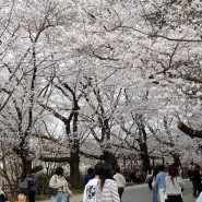 언제가도 설레는 전주 동물원 벚꽃 나들이 (24년 4월)