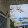 서울고등학교 벚꽃 (feat.못생긴노을이)