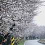 청주가볼만한곳, 사진작가 벚꽃매니아들이 즐겨찾는 #청주벚꽃명소 연인들 최고 #드라이브코스